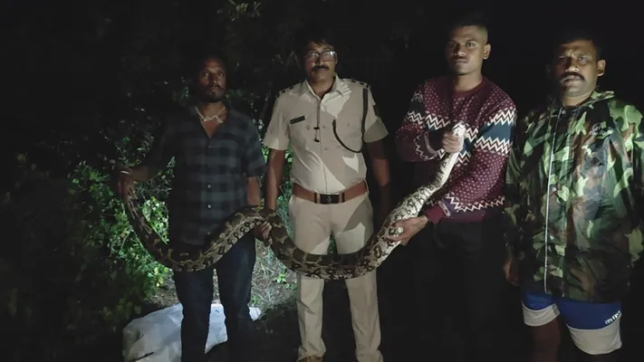 Twelve feet long python found in Hindalco area