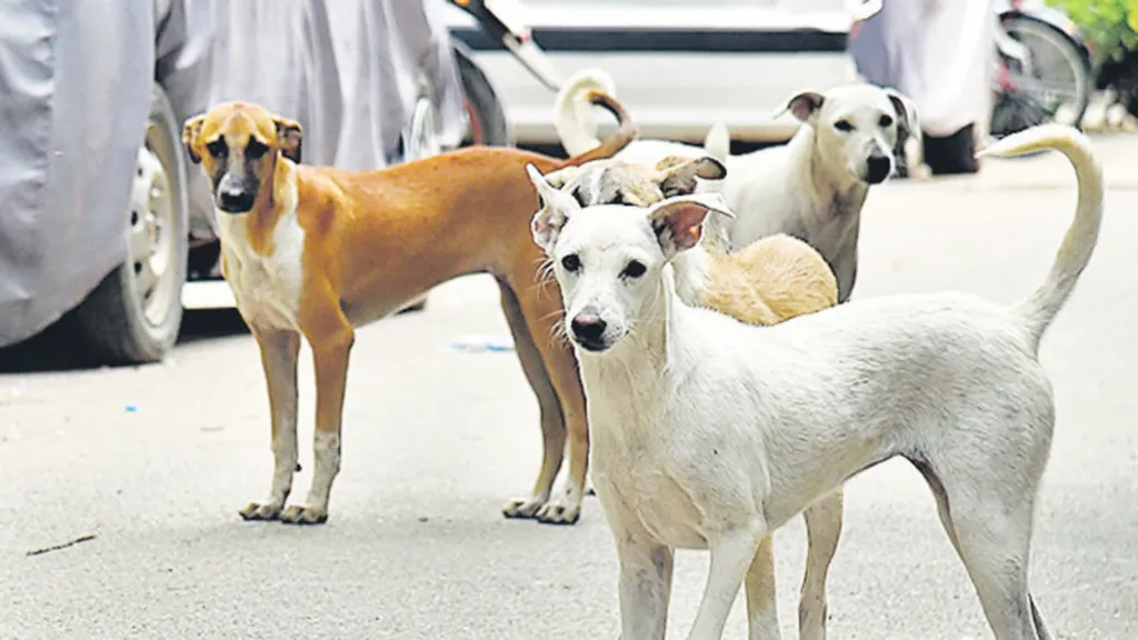 Need for awareness about animal borne diseases