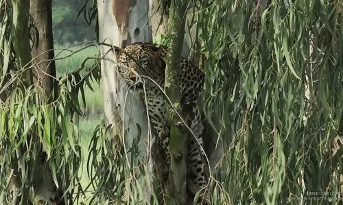 A leopard was found on a tree in Varangay Padali; Panic in the area