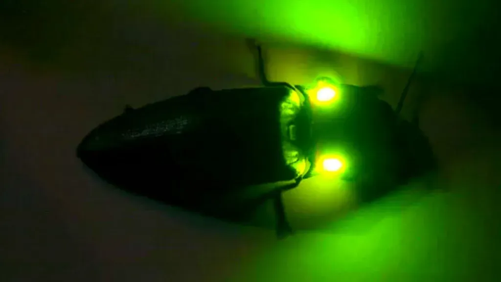 Glowing insects
