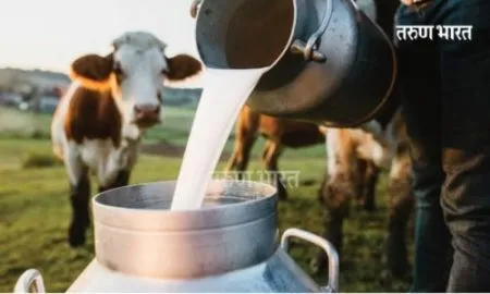 Gokul cow milk producers