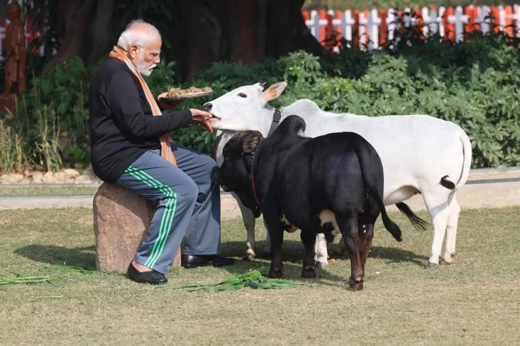 Modi gave fodder to cows on Makar Sankranti