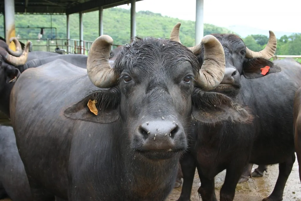 Two buffaloes and a cow died of salivary scraping disease at Herle