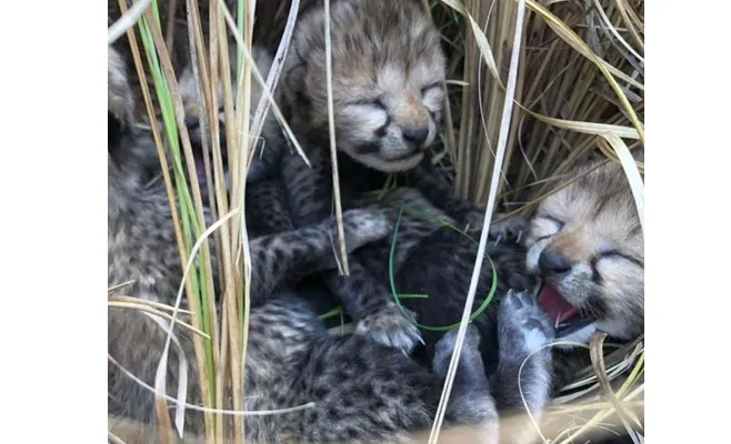 Three cheetah cubs born in Kuno