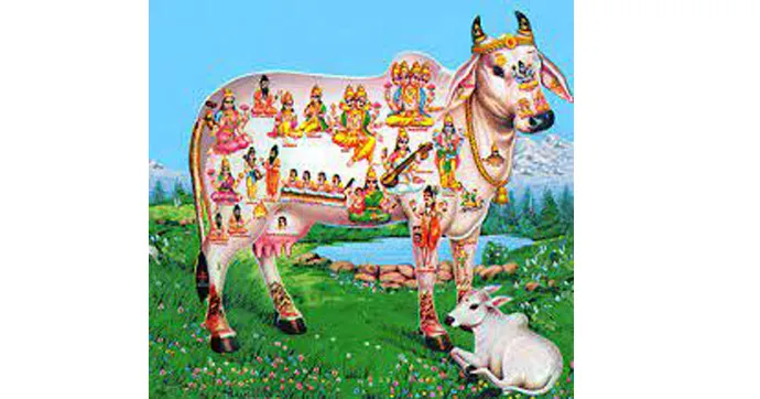 Cow and culture