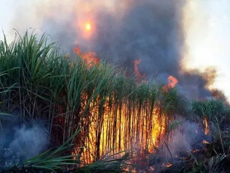 15 acres of sugarcane burnt; Farmers suffer huge losses due to loss of hand crop