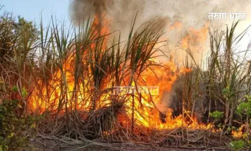 Sangrul Sugarcane Burnt