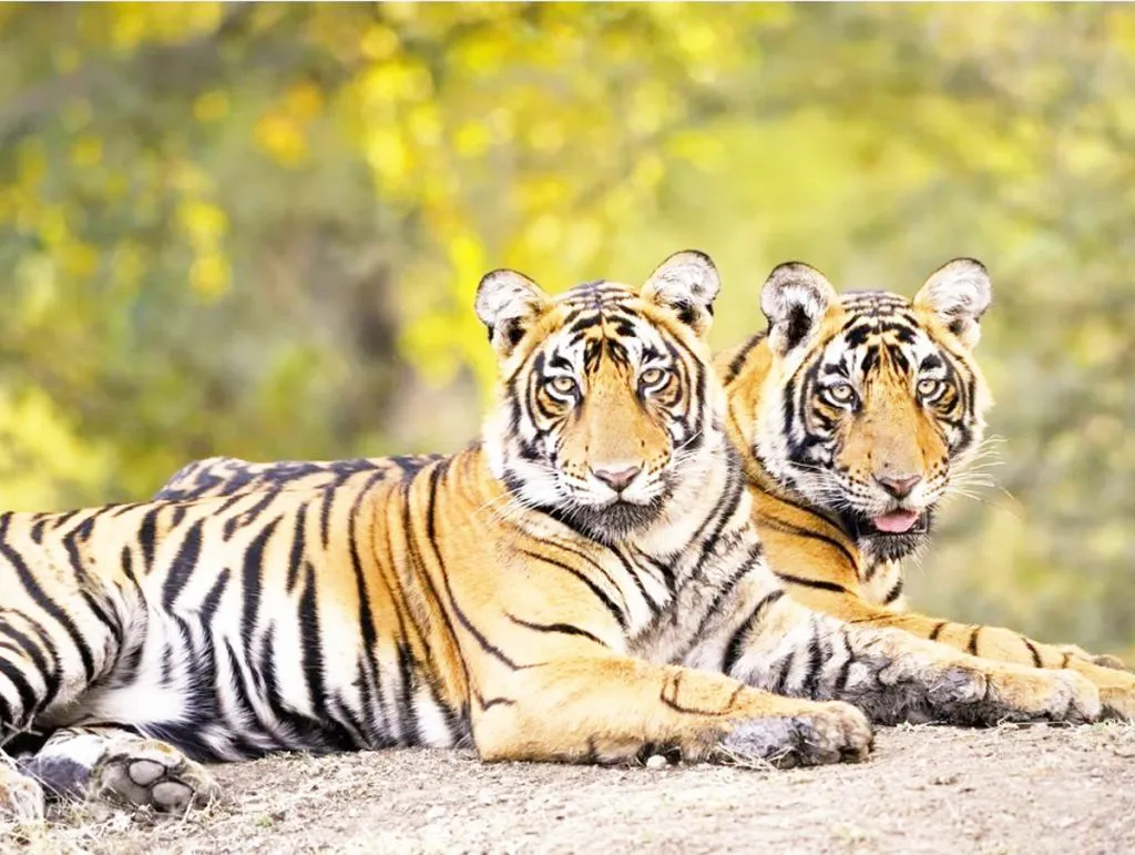 Most tiger deaths in Maharashtra in 2023