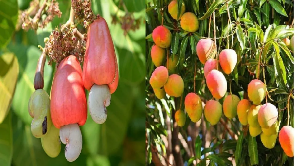 Cashew-mango affected by bad weather