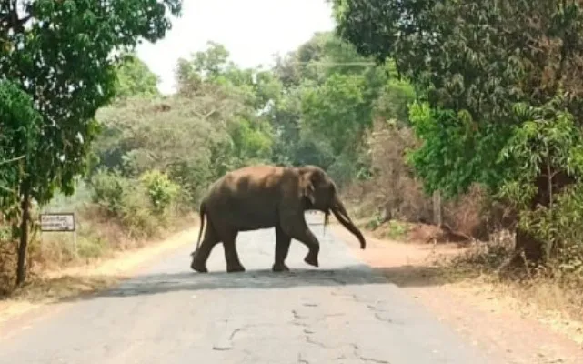 Panic due to arrival of elephant in Gunji area