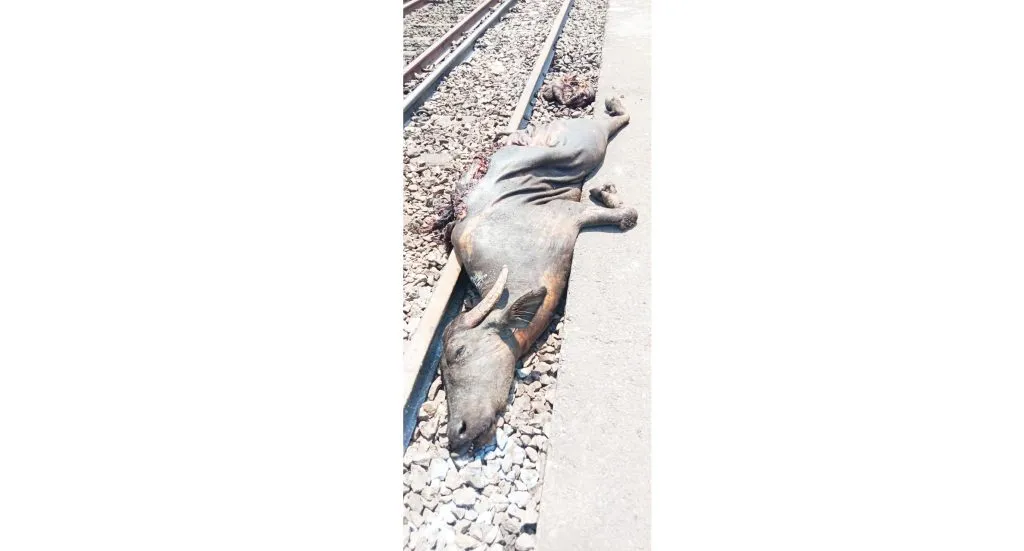 15 buffaloes were found under the train at Sawarde and killed