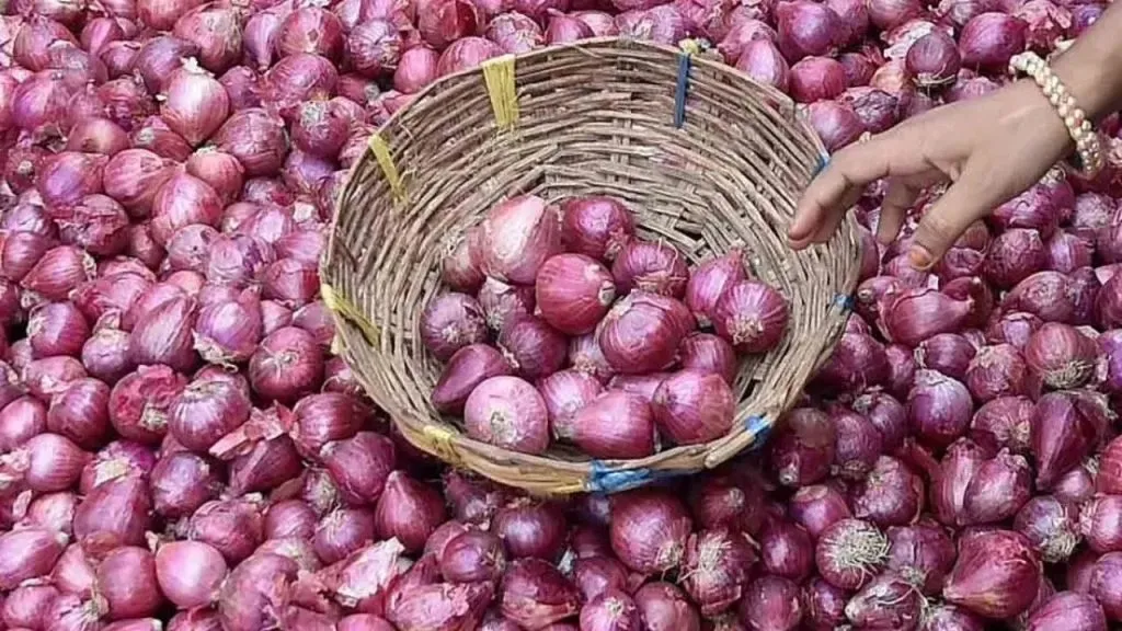 Heavy rains hit onion growers