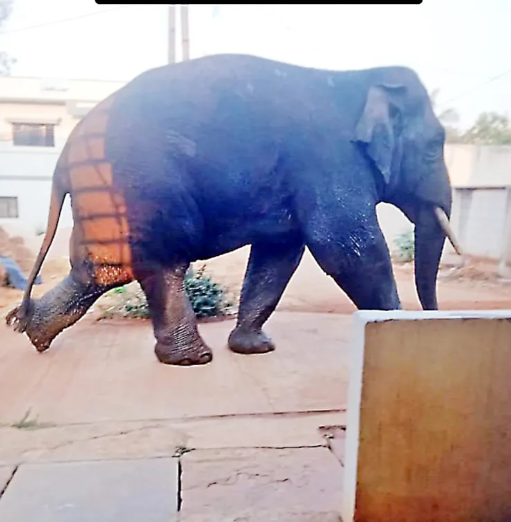 A smoldering elephant on its way back