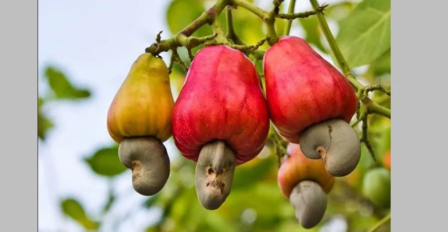 Farmers in Konkan need guaranteed price for cashew nuts