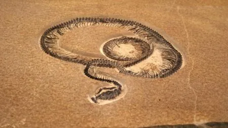 Largest ancient snake fossil found in Kutch, Gujarat