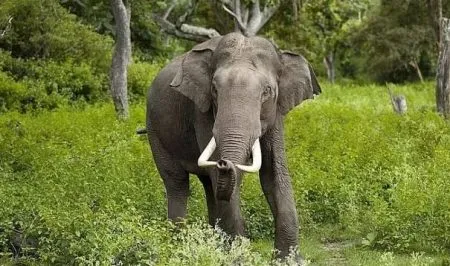 Three killed in attack by enraged elephant