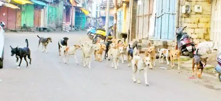 The increasing number of attacks by stray dogs is alarming
