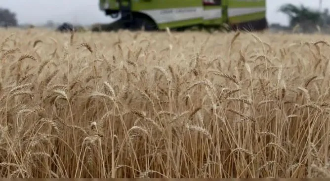 Wheat production is expected to increase by 3 percent
