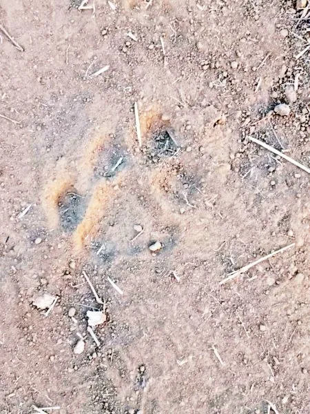Tiger footprints in Khamdoli, Kasaranda, Allolli area of Halyal taluka