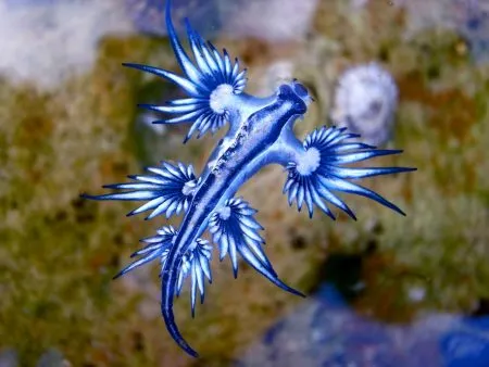 A marine organism that steals poison from its prey