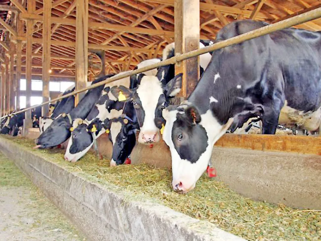 Decrease in milk production due to increasing heat