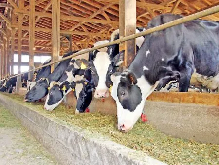 Decrease in milk production due to increasing heat
