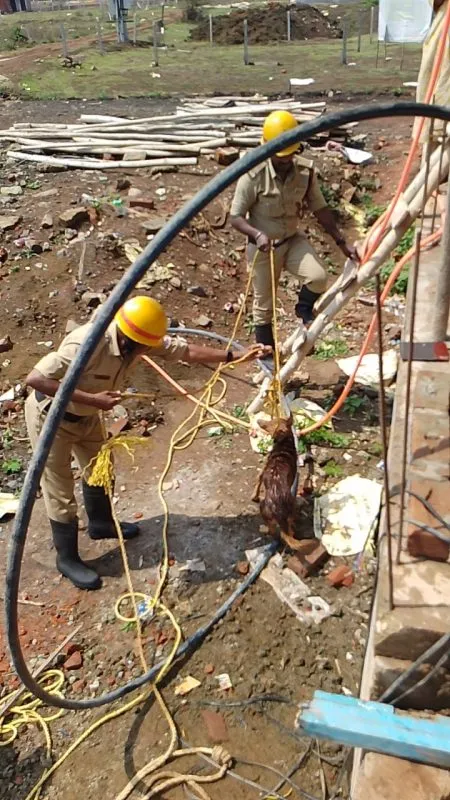 Firefighters rescue a dog that fell into a well