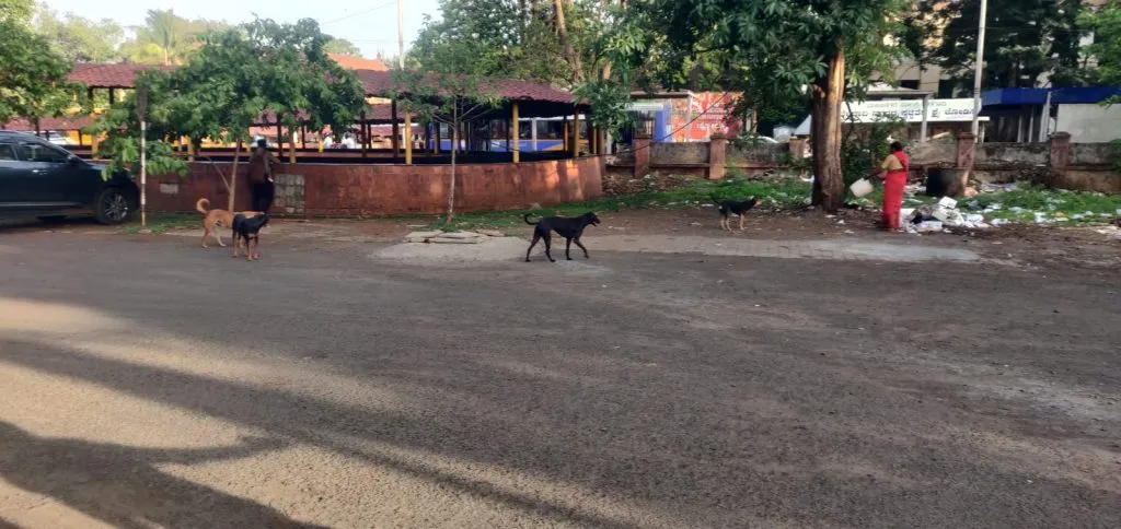 Herd of dogs in JMFC court premises