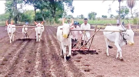 Cultivation work will start before sowing in Valiva