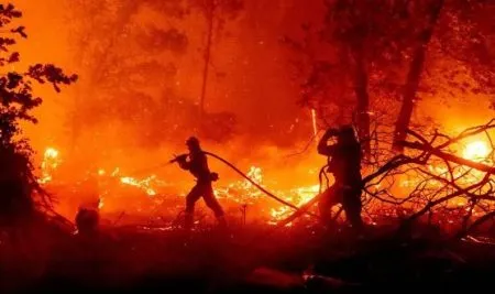Take effective steps to control wildfires