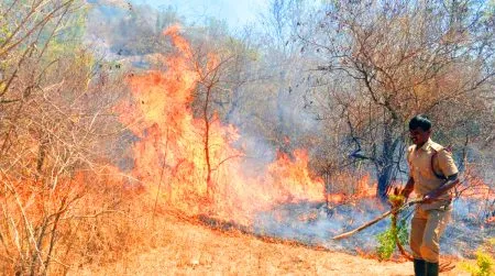 Increasing cases of fire in Indian forests