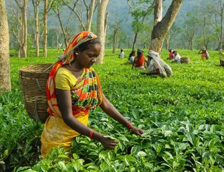 Tea associations worried due to falling prices