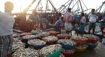 Fish famine ignored in election frenzy