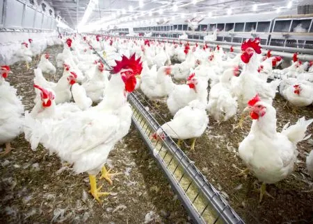 Rising heat threatens chickens