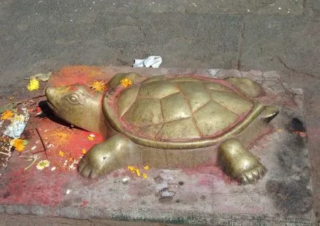 A turtle that teaches survival