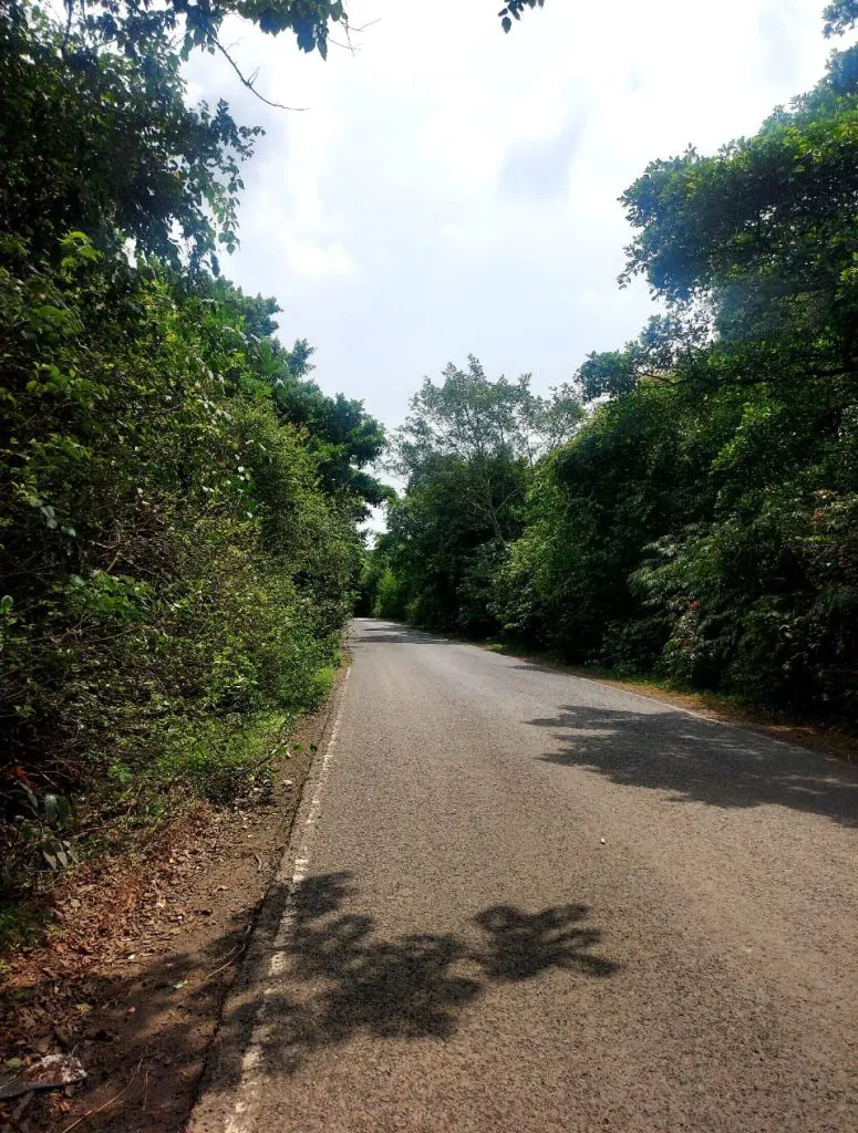 Immediately clear the bushes along the Belgaum-Chorla road