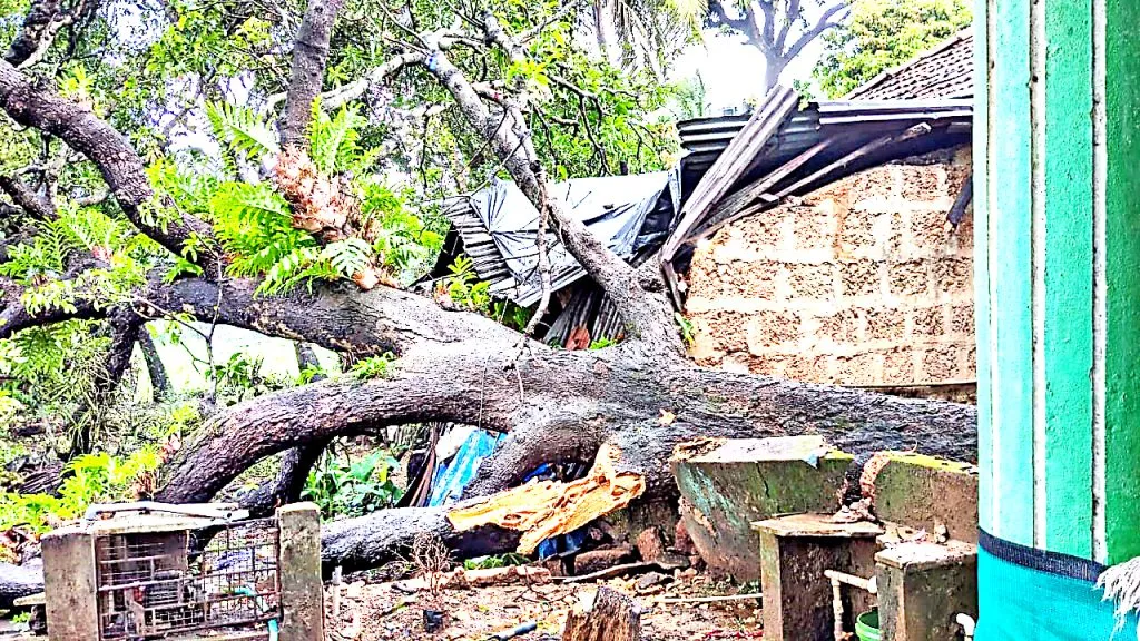 A mango tree fell on Morjit's house