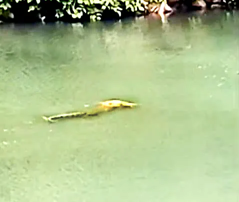 A dog taken by a crocodile in a lake in Valshi
