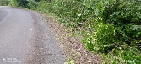 Pruning of bushes on Belgaum-Chorla road started