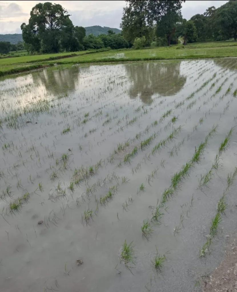 पाऊस ओसरला पण, शेतवडीतील पाणी जैसे थेच The rain subsided, but the water in the fields remained the same