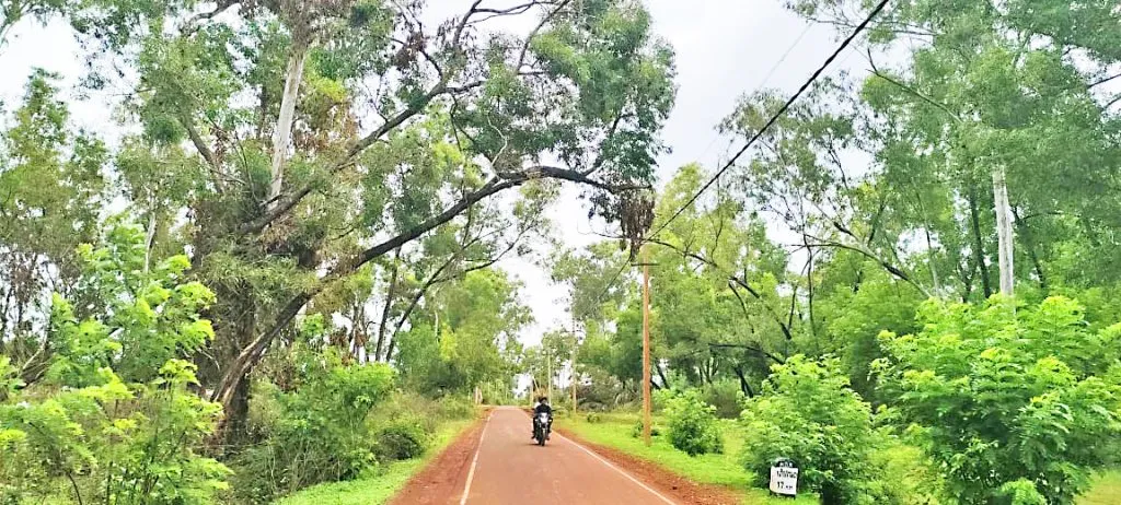 बेळगुंदी रस्त्यावरील धोकादायक झाडे हटवा Remove dangerous trees from Belgundi road