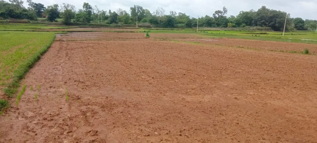 Effect of waterlogging in paddy field on rice germination
