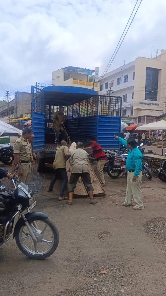 शहरातील मोकाट जनावरे पकडली Caught loose animals in the city