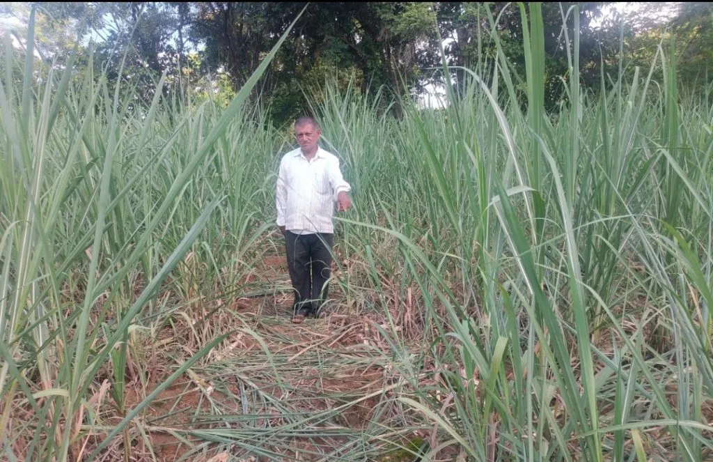 Damage to sugarcane crop due to feral pigs in the fields of Nandgad-Hebbal