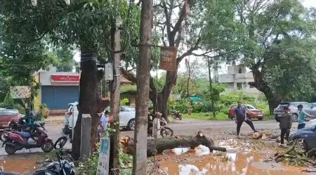 Dilapidated trees became dangerous in Khanapur area