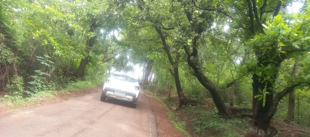 Demand for removal of dangerous trees on Jamboti-Khanapur state highway