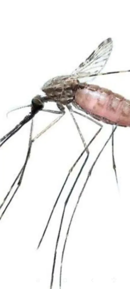 आला पावसाळा, साथींपासून सांभाळा… take care