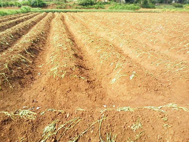 Farmers worried about rain