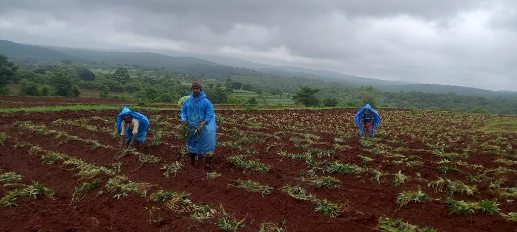 Yam cultivation speed up in Jamboti-Bailur area