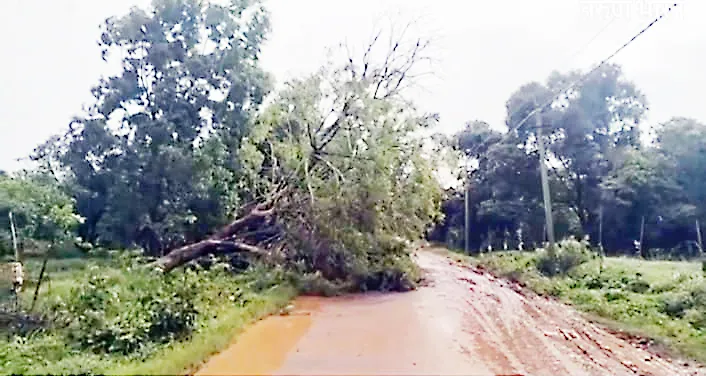 A tree fell on Bijgarni road due to rain
